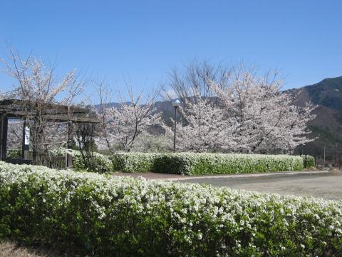 アネシスの桜