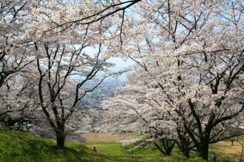 中区配水場の桜