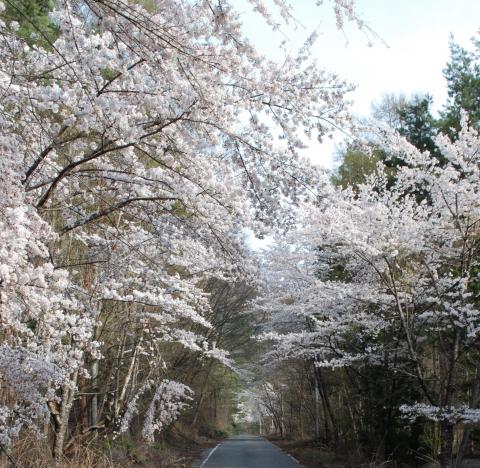 能泉さくら並木