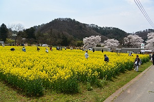 4月15日 菜の花鑑賞会の写真1