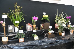 1月21日 山梨洋蘭愛好会「第35回新春洋蘭展」の写真2