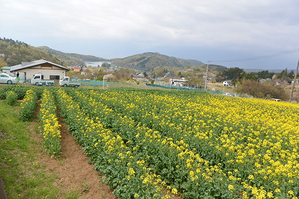 菜の花鑑賞会(帯那)2