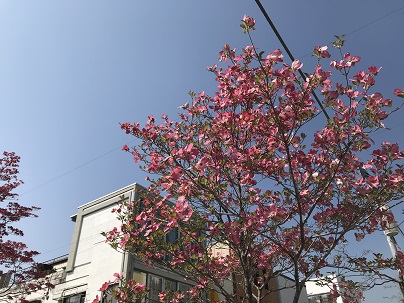 第16回朝日通りハナミズキ祭りの写真4