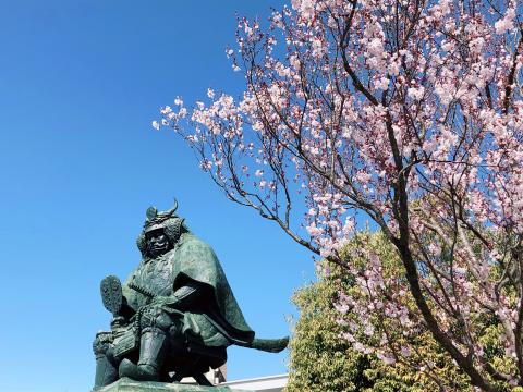 信玄桜