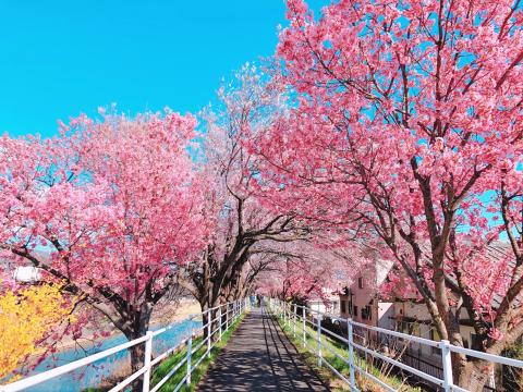 貢川遊歩道1