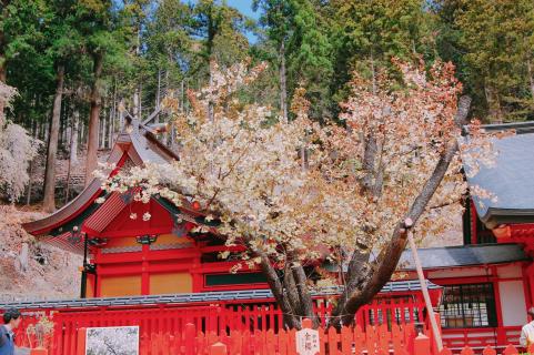 うこん桜1