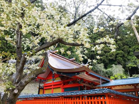 うこん桜2