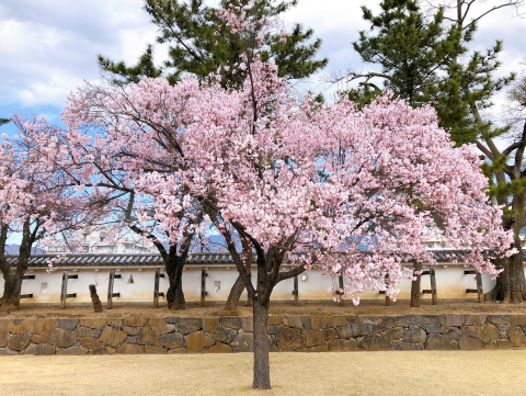 舞鶴城公園4