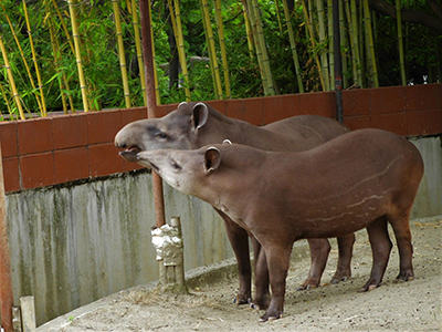 縞模様が消えてきたユウキ君(手前)