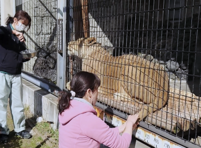 ライオンのショウコ