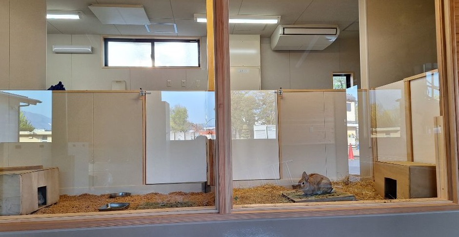 新獣舎ウサギ