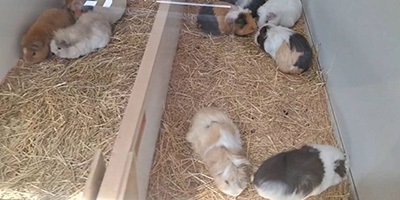 モルモット
