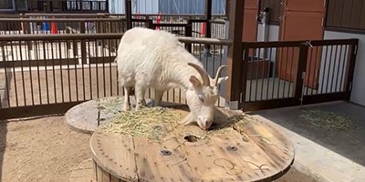 シバヤギ