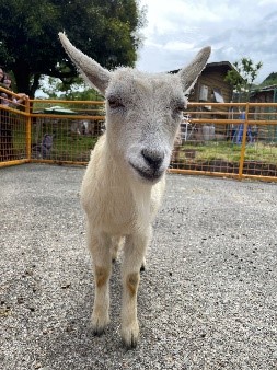 よもぎ