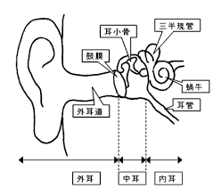 耳