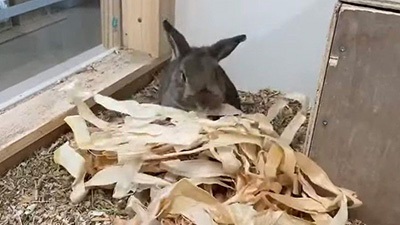 ウサギ