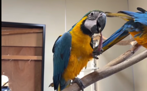 R8動物4