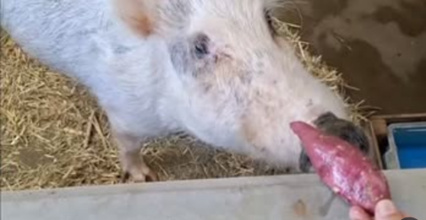 R8動物5
