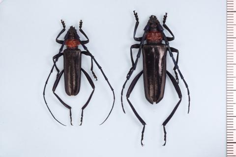 クビアカツヤカミキリ　環境省提供