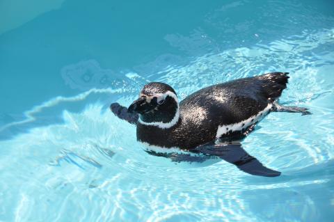 マゼランペンギン1